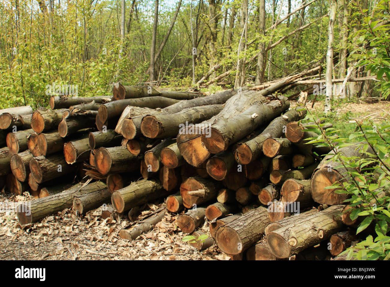 Pila di legname, Norsey legno, Essex REGNO UNITO Foto Stock
