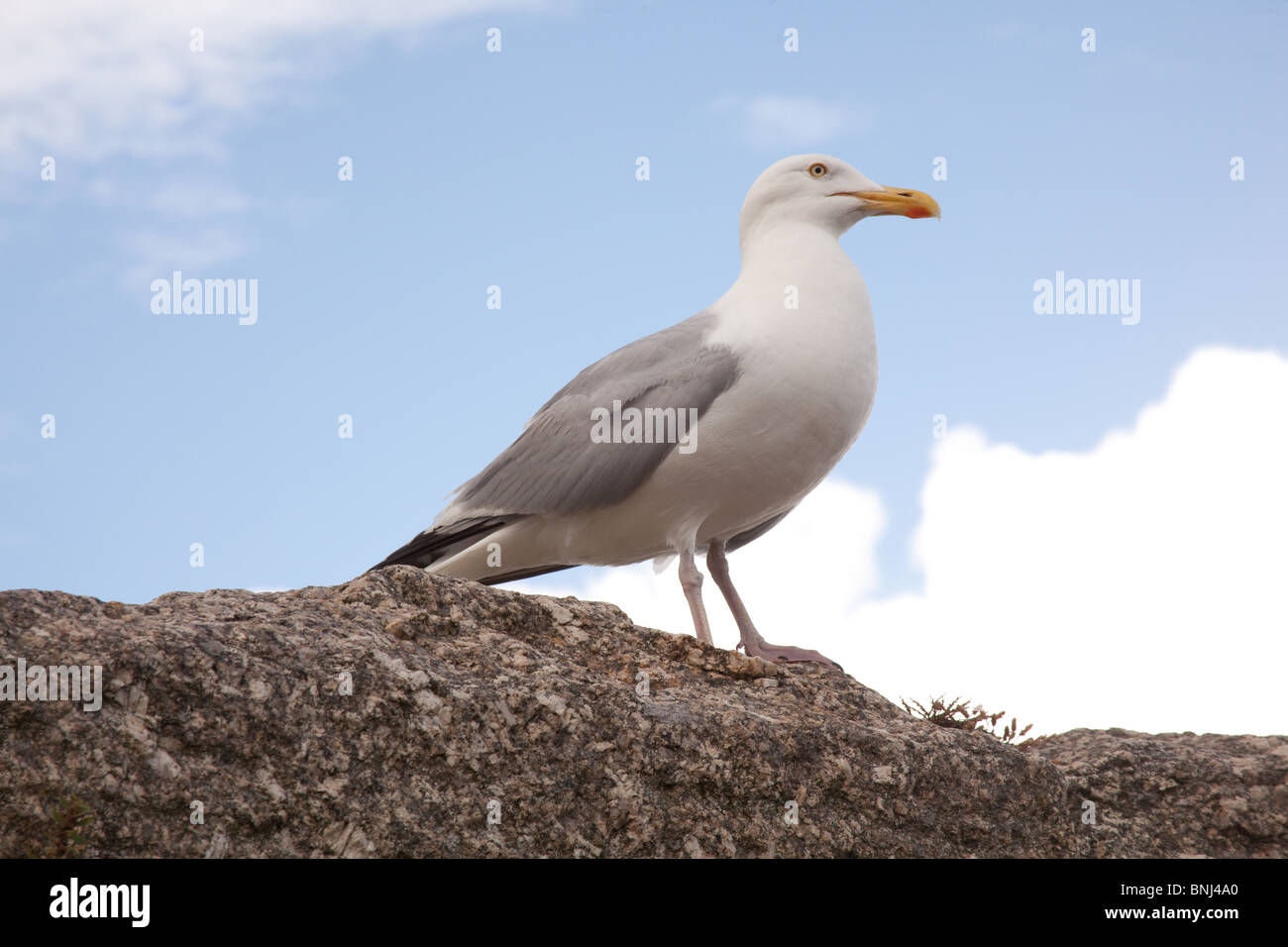 Seagull a Carbis Bay Beach, St Ives, Cornwall, Inghilterra,United Kingdom. Foto Stock