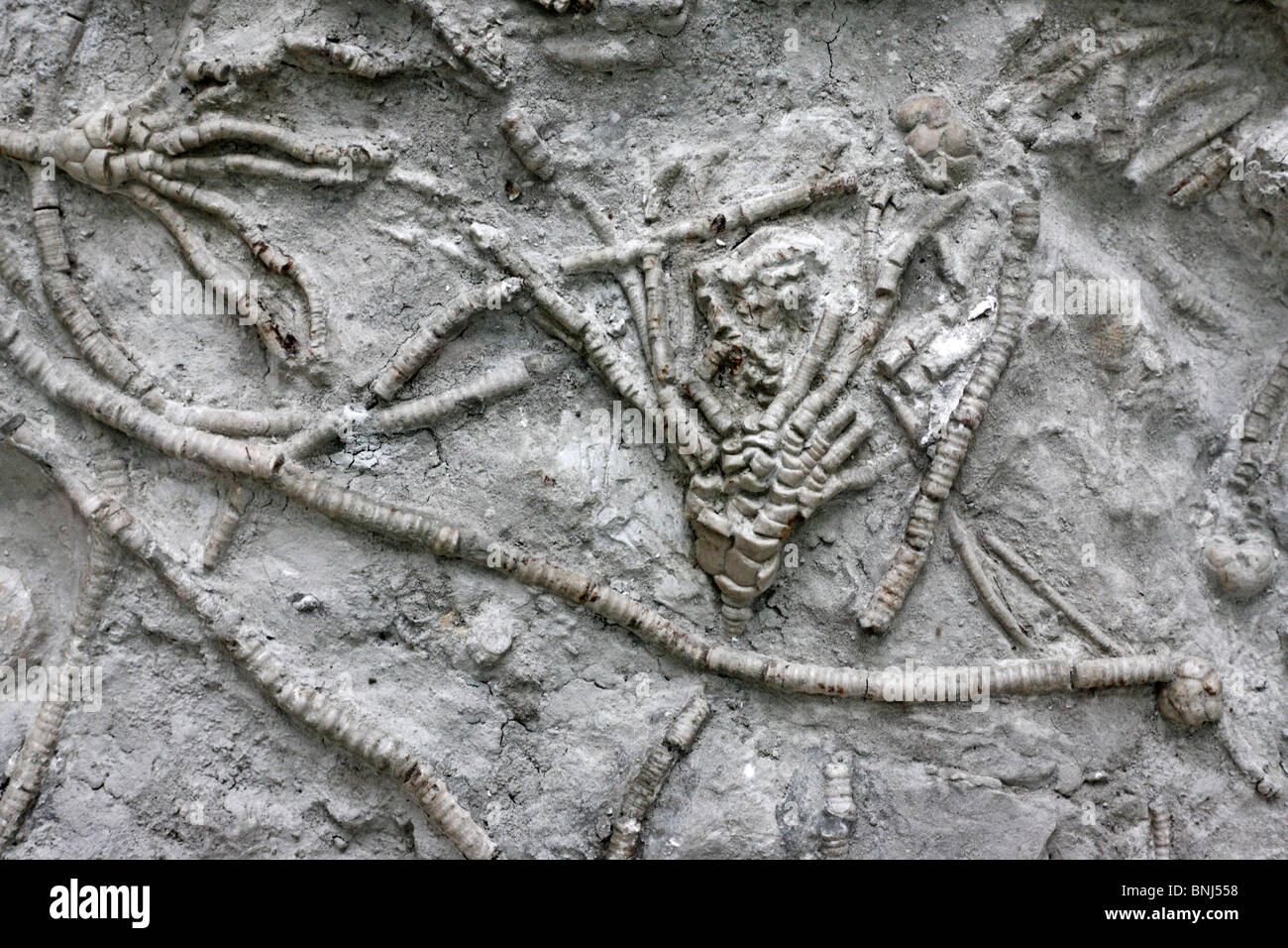 Colore museo di paleontologia Mosca Russia fossili fossili di mare antico fondo impianto Moscovicrinus Cromiocrinus multiplexing simplex Foto Stock