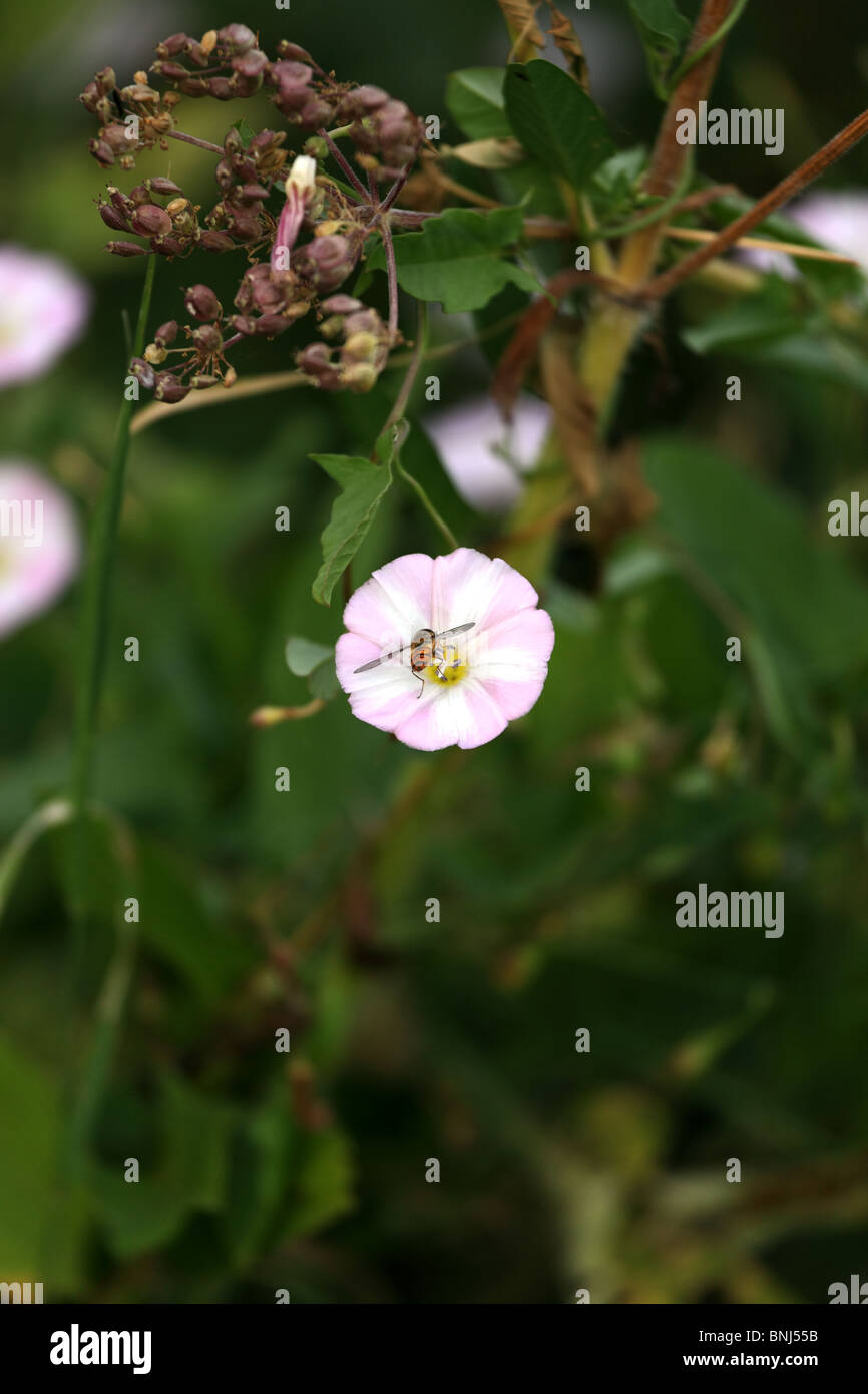 Alimentazione Hoverfly su Nectar. (In fiore) Foto Stock