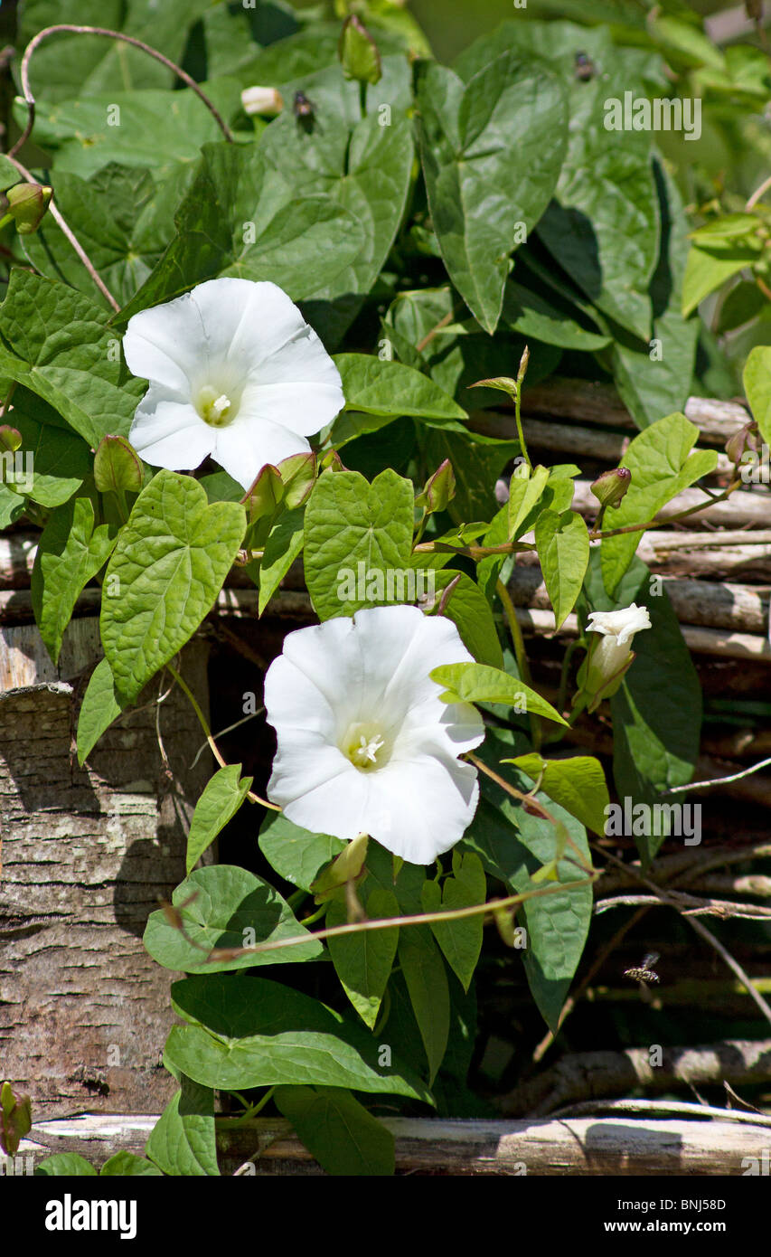 Hedge Centinodia (Calystegia sepium) cresce willow recinzione Foto Stock
