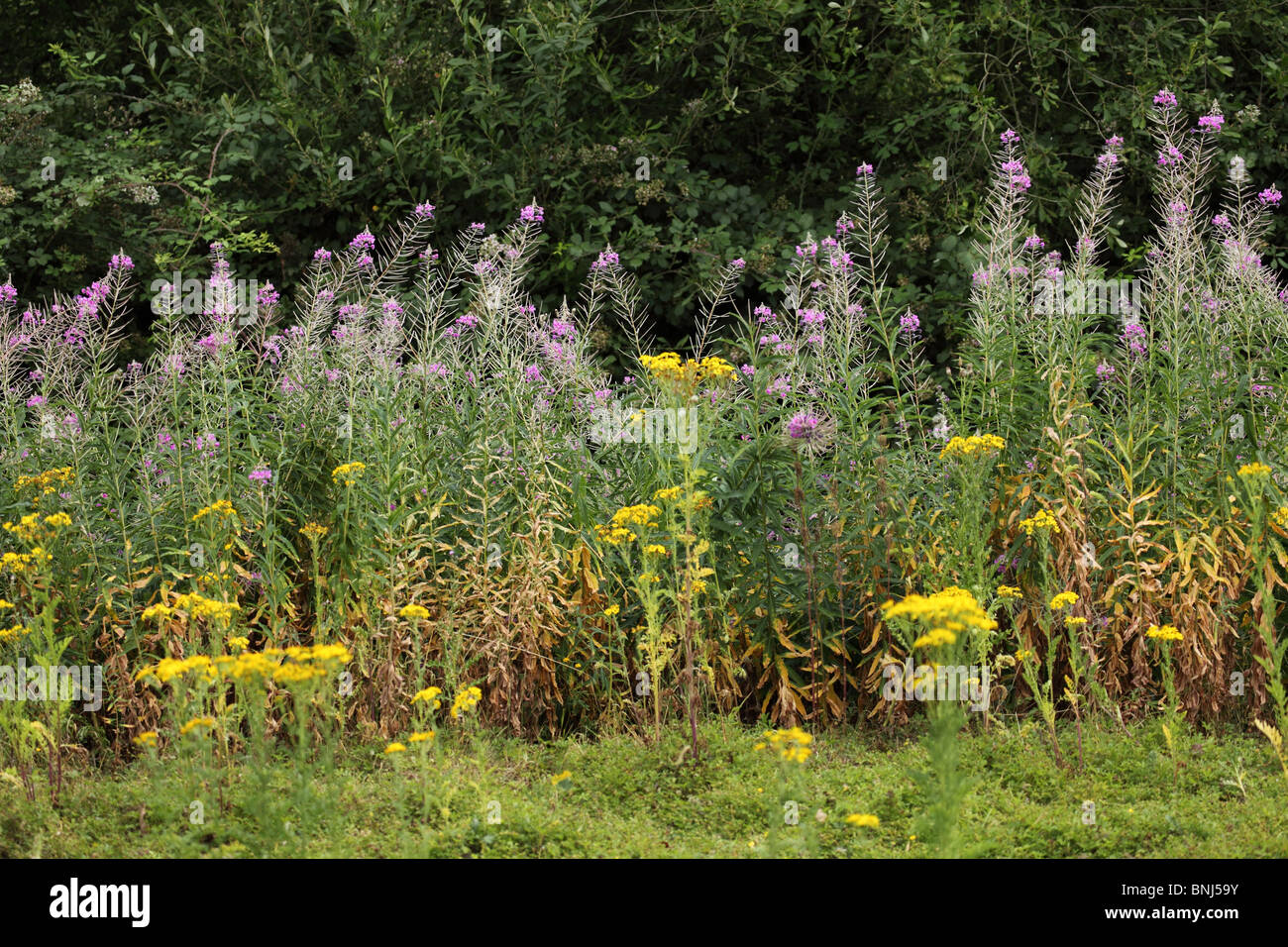 Tall viola erbaccia fiorito Foto Stock