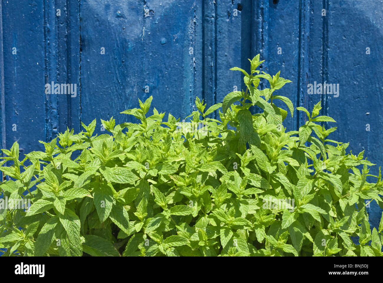 Mint crescente nei confronti di una vecchia porta blu Foto Stock