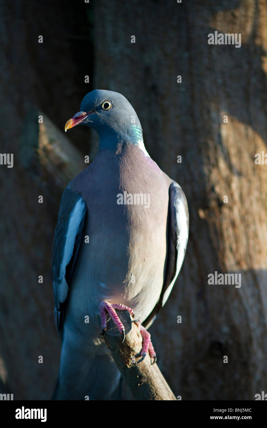 Un unico comune il Colombaccio ( Columba palumbus) arroccato su la fine di un ramo di albero Foto Stock