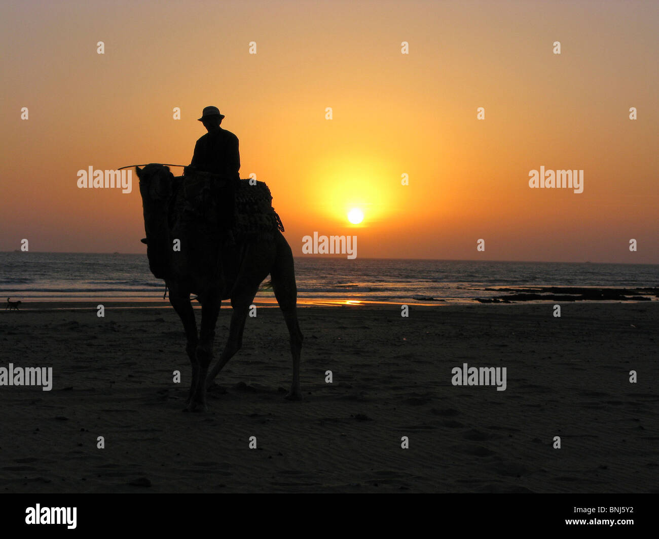 Il Marocco in Nord Africa Maghreb Sidi Kaouki Essaouira uomo equitazione Cammello Dromedario silhouette crepuscolo Sunset Coast dell'oceano Atlantico Foto Stock