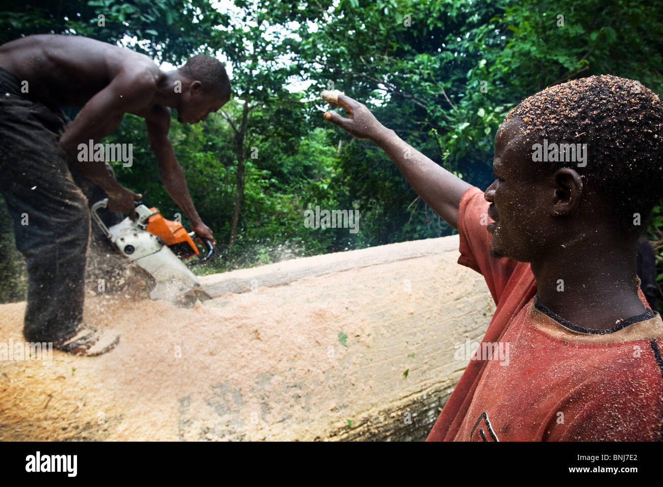 Gli uomini utilizzano una piccola sega a nastro per il taglio di pannelli fuori del tronco di una grande Ceiba tree dopo il taglio in giù sul terreno agricolo, Ghana Foto Stock