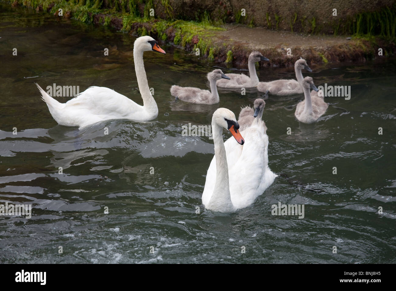 Famiglia di cigni con baby cygnets, St Mawes Harbour, Cornwall, Inghilterra, Regno Unito. Foto Stock