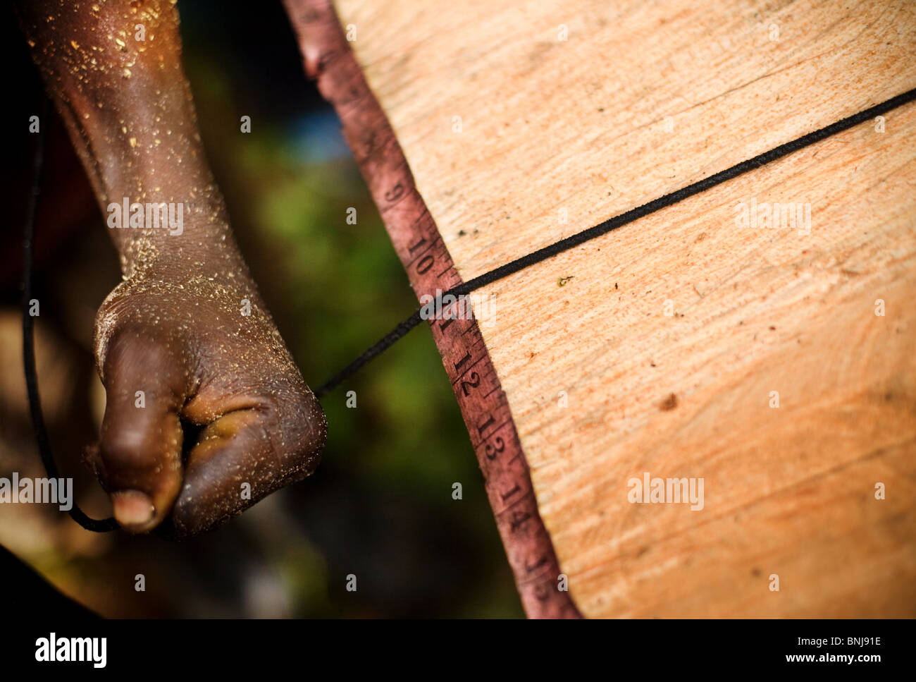 Gli uomini utilizzano una piccola sega a nastro per il taglio di pannelli fuori del tronco di una grande Ceiba tree dopo il taglio in giù sul terreno agricolo, Ghana Foto Stock