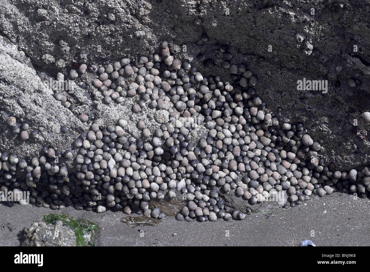 Le chiocciole commestibili Littorina littorea sulle rocce a bassa marea. La Cornovaglia. Regno Unito Foto Stock