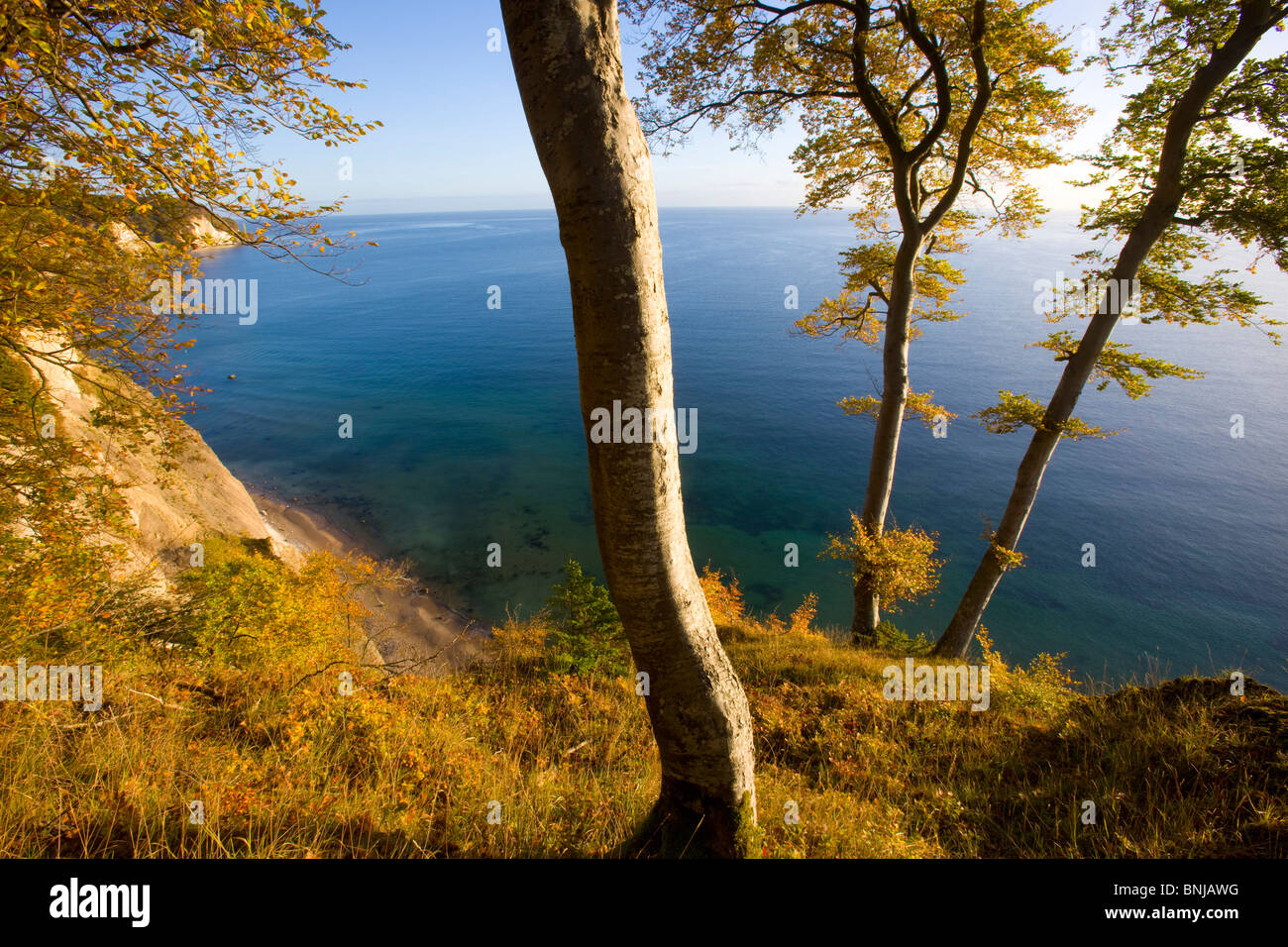 Jasmund National Park Germania Meclemburgo-Pomerania Occidentale Rügen isola del Mar Baltico legno foresta di faggi autunno mare costa mattina Foto Stock