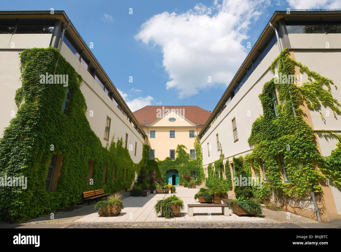 Germania Turingia Weimar museo di preistoria e protostoria vitigno selvatico cortile e cultura Foto Stock