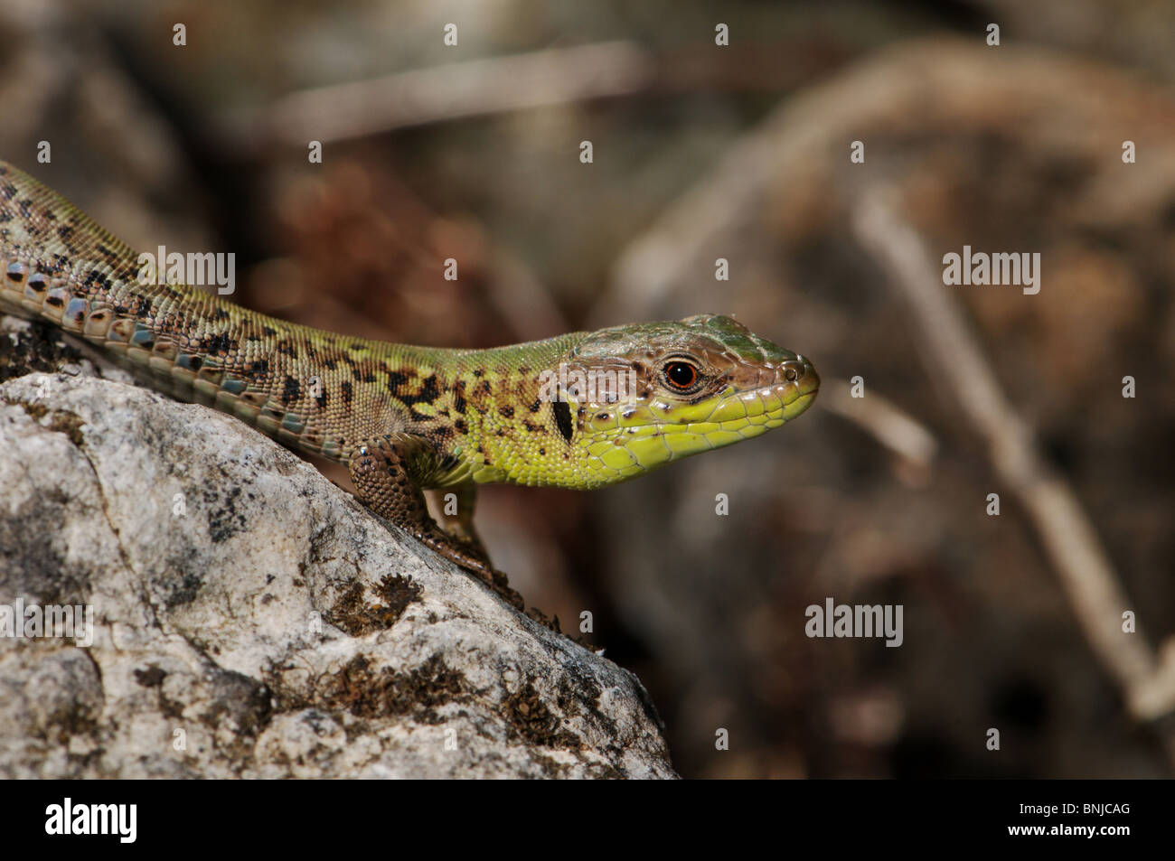 Lizard lucertole Balkan lucertola muraiola Podarcis tauricus ionicus rettile rettili ritratto protetto Grecia greco scala dei Balcani Foto Stock