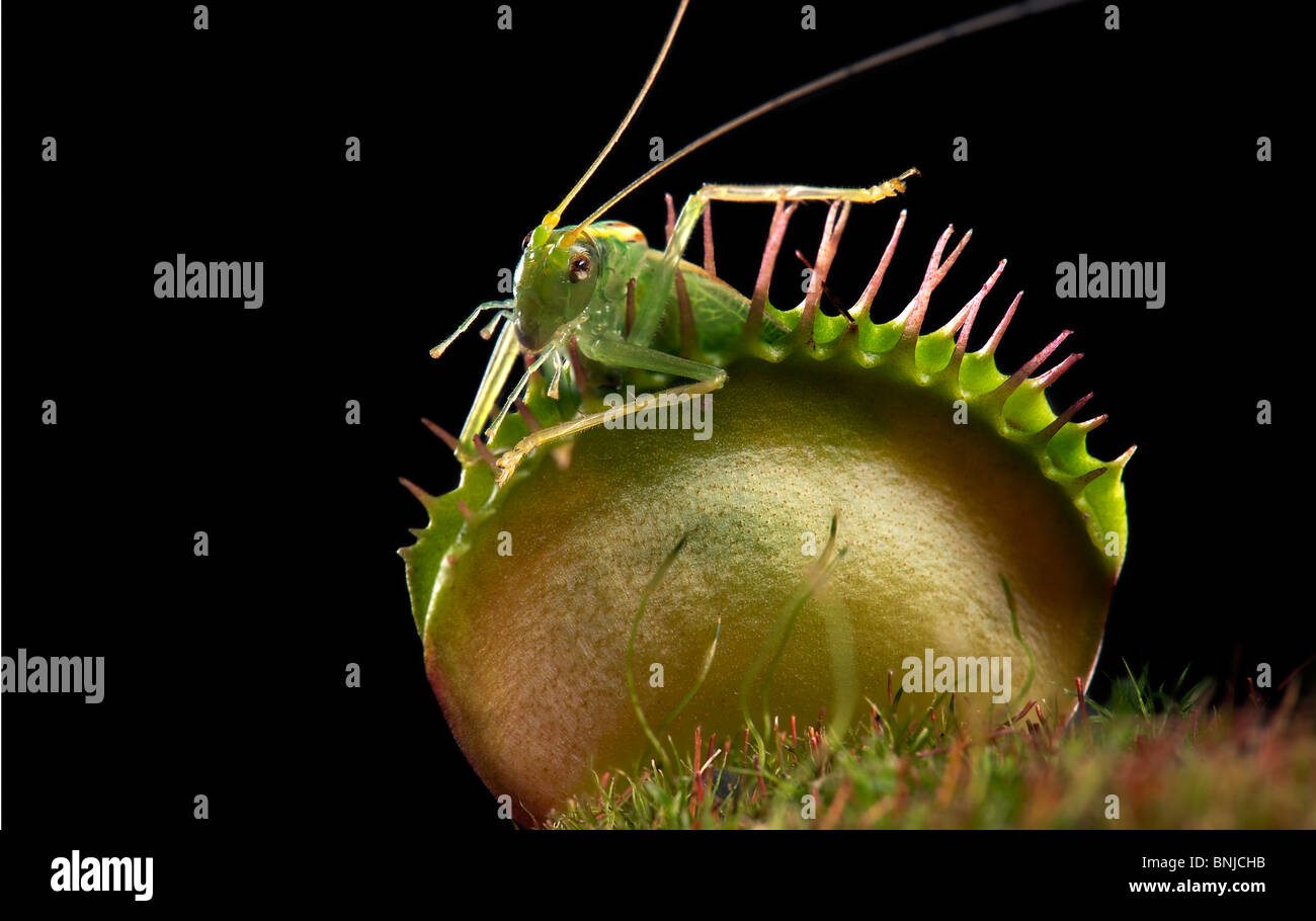 Venus flytrap DIONAEA Muscipula USA Carolina verde rosso catturato una cavalletta verde erba tramoggia Foto Stock