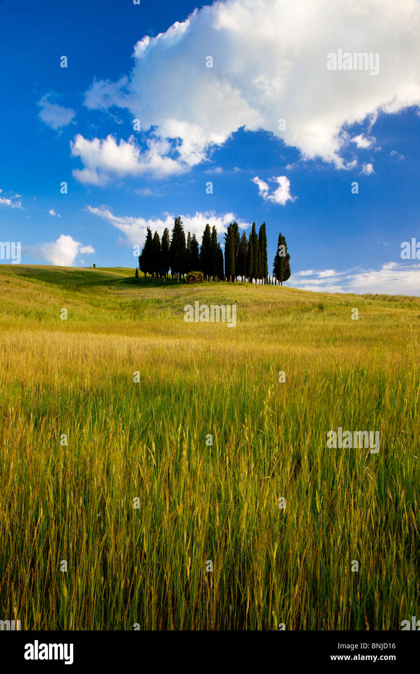 Cluster di cipressi vicino a San Quirico in Val d'Orcia Toscana Italia Foto Stock