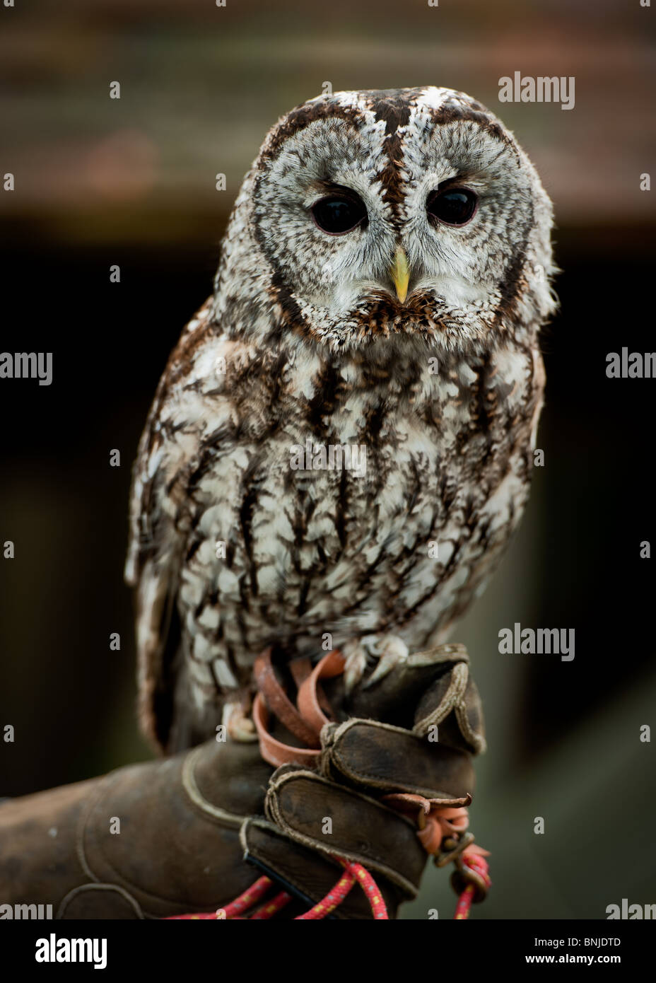 Allocco (Strix aluco) Guanto di falconeria Foto Stock