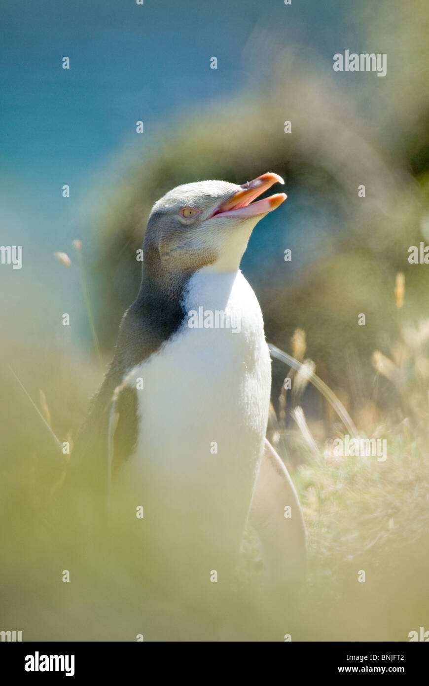 Giallo-eyed Penguin Megadyptes antipodes Hoiho Foto Stock