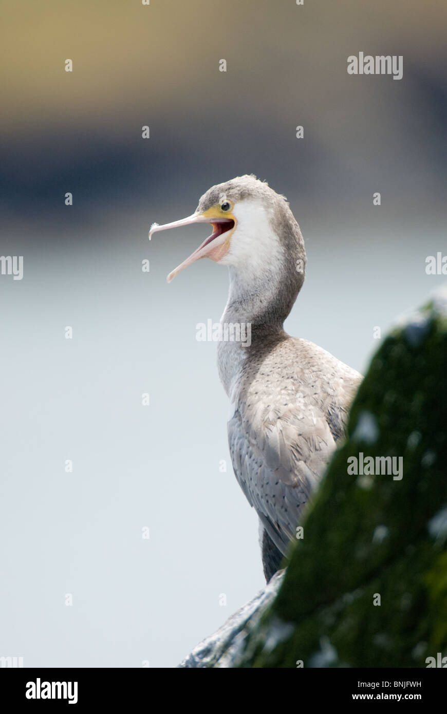 I capretti Spotted Shag Stictocarbo punctatus Foto Stock