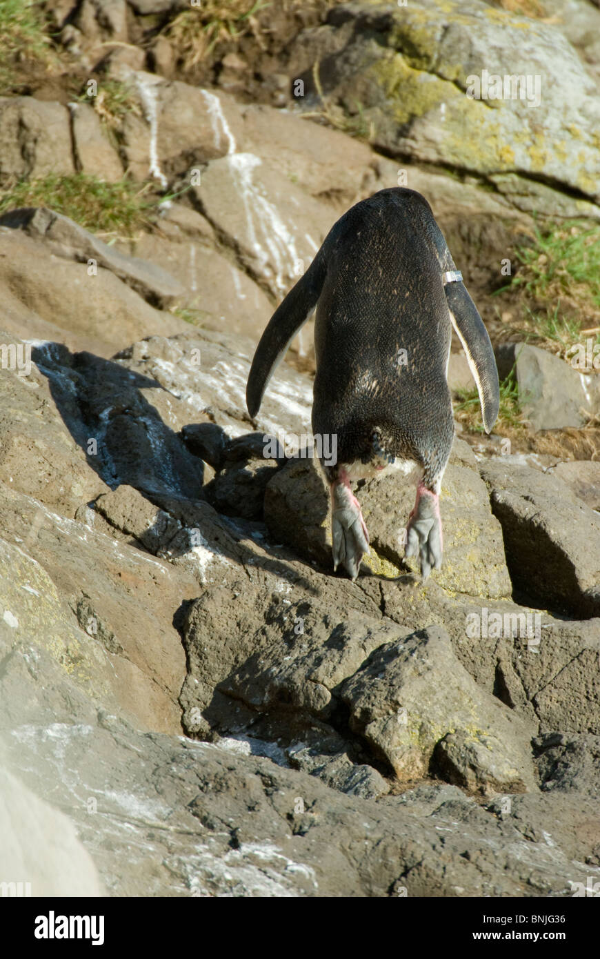 Giallo-eyed Penguin Megadyptes antipodes Hoiho Foto Stock