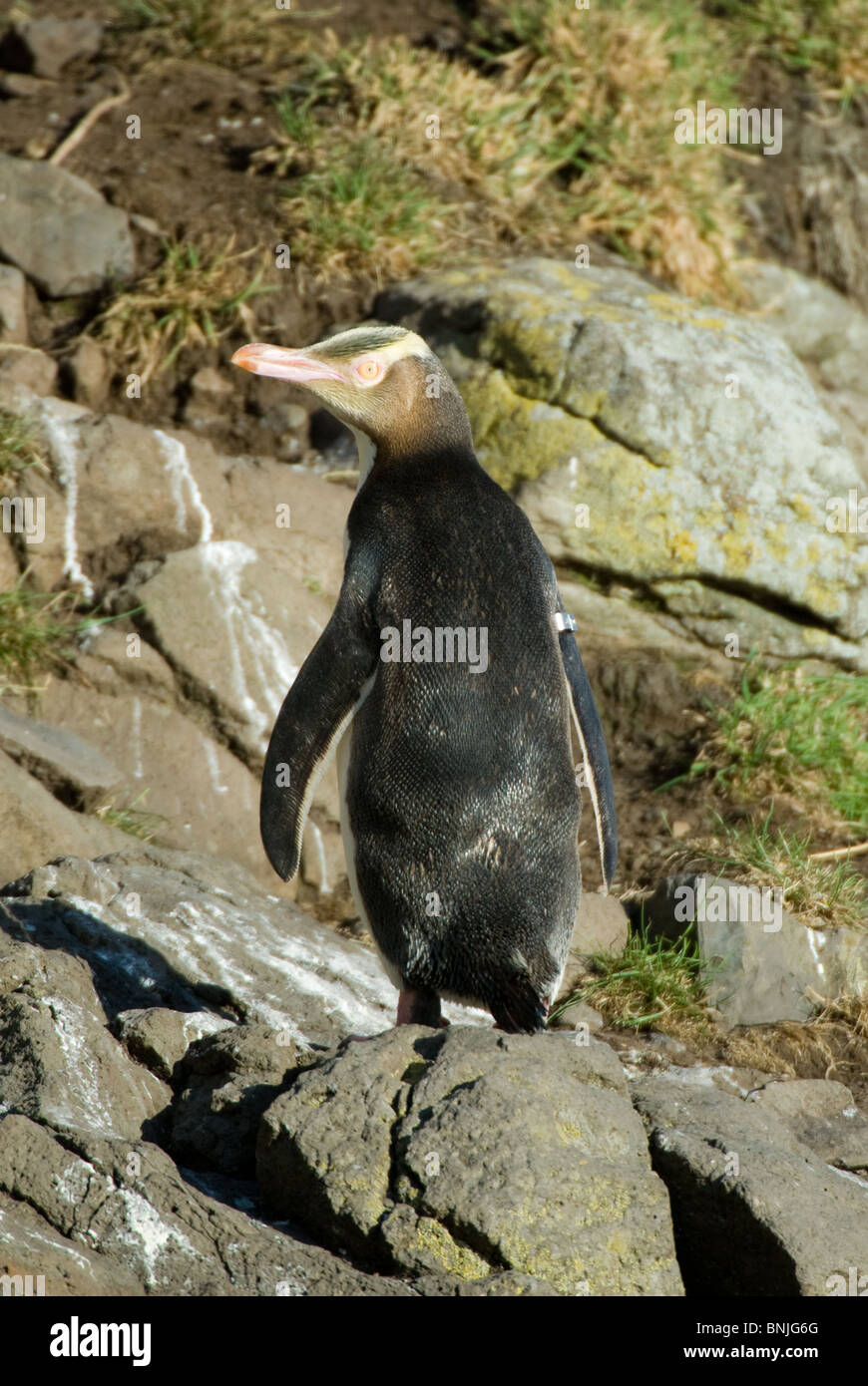 Giallo-eyed Penguin Megadyptes antipodes Hoiho Foto Stock