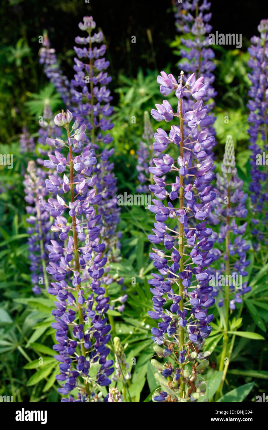Lupin fiore di lupino Lupinus Polyphyllis selvatica costa del Maine Monhegan Isola Nuova Inghilterra USA villaggio di pescatori Oceano Atlantico Foto Stock