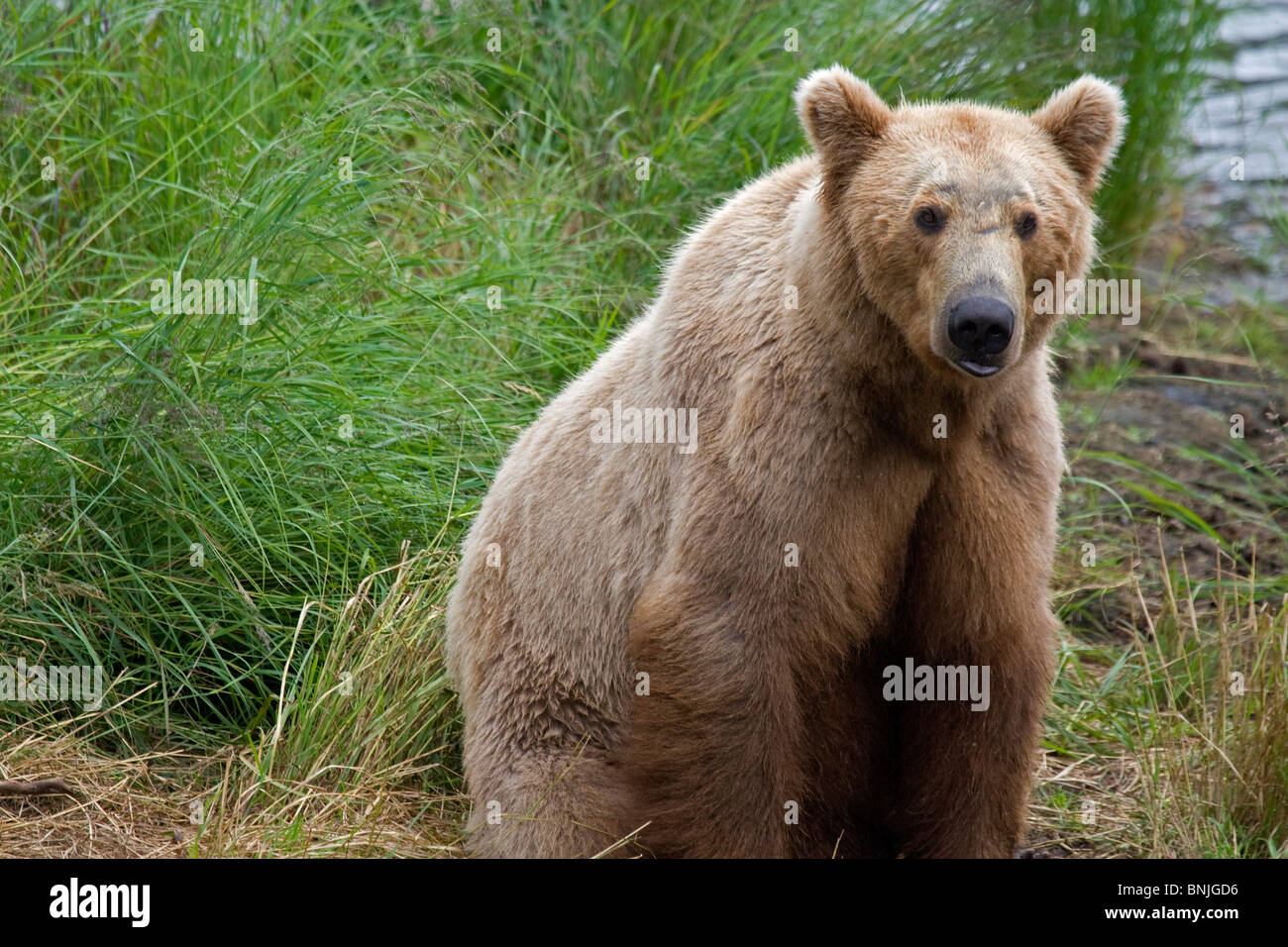Azioni Actinopterygii adulti Alaska Alaskan American animali orsi comportamenti comportamento Blueback salmone Brooks Falls Brooks Foto Stock