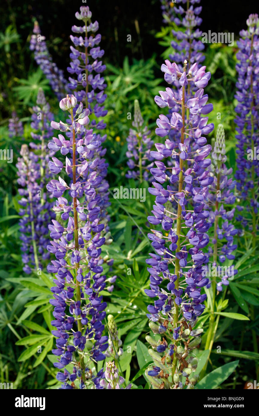 Lupin fiore di lupino Lupinus Polyphyllis selvatica costa del Maine Monhegan Isola Nuova Inghilterra USA villaggio di pescatori Oceano Atlantico Foto Stock
