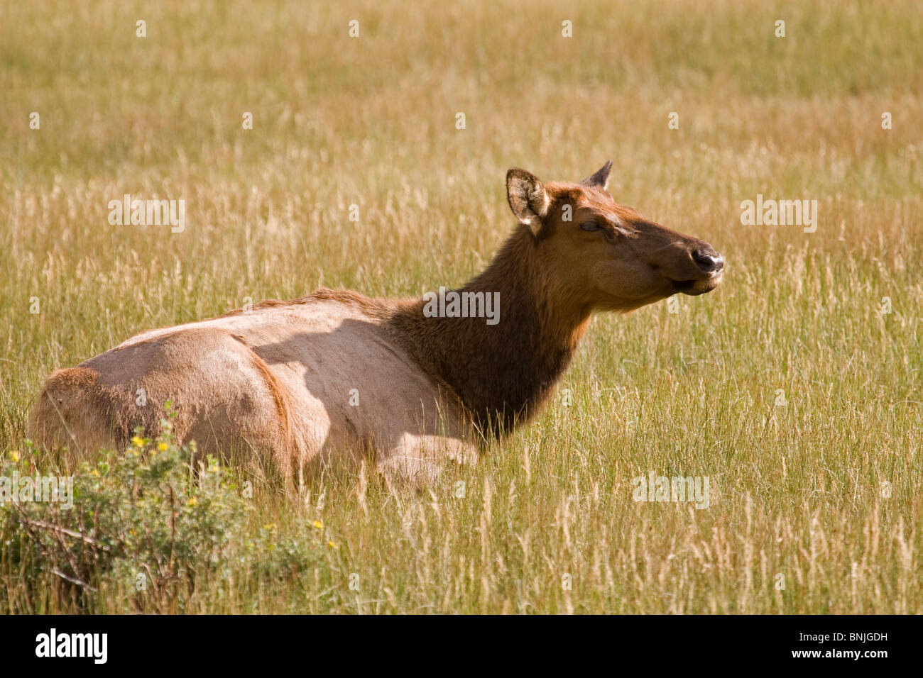 Elk Elks Wapiti Cervus canadensis Deer mammiferi Mammalia famiglia Cervidae cervidi ruminanti creature animali mammiferi erbivori Foto Stock