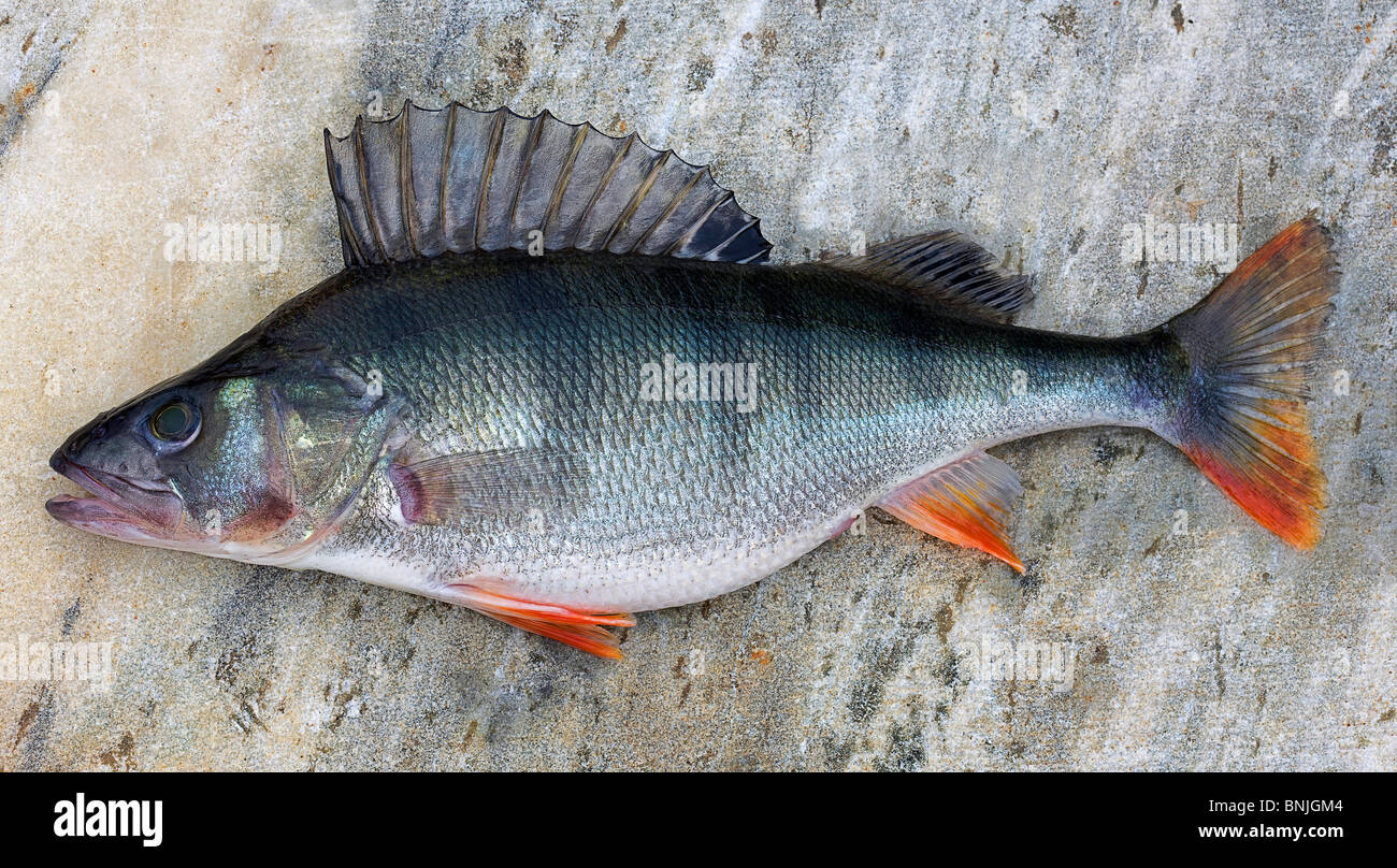 Un genere di pesce pesca pesci Perca fluviatilis Pesce persico Perchs  Svezia di frutti di mare freschi Foto stock - Alamy