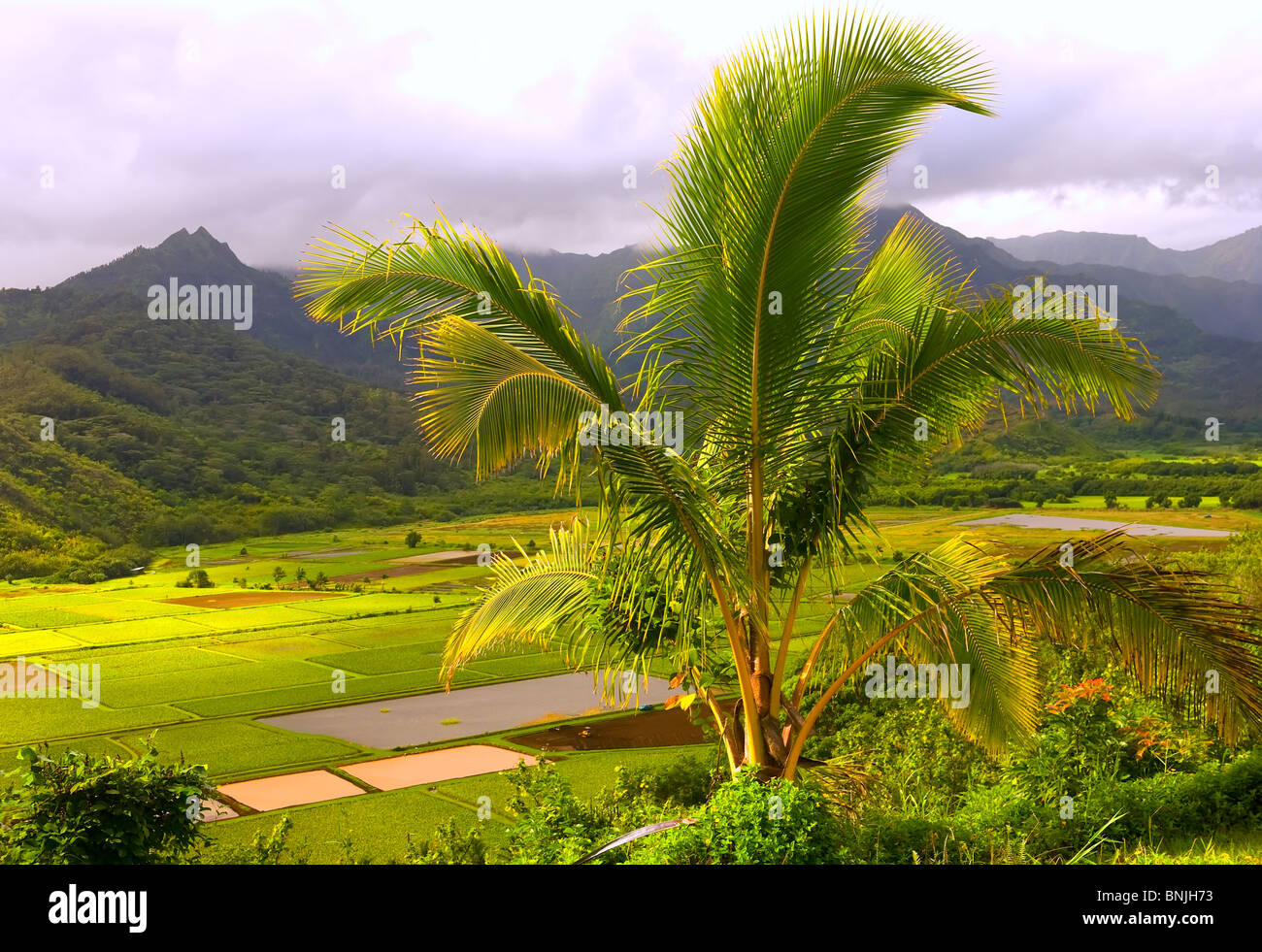 Bright foglie di taro in campi di Hanalei Kauai con le montagne sullo sfondo Foto Stock