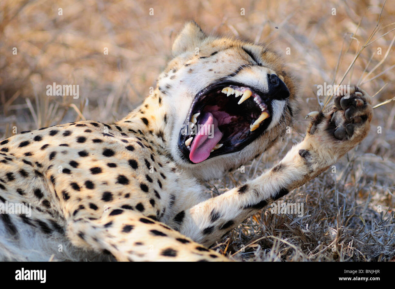 Ghepardo Acinonyx jubatus Ulusaba Sir Richard Branson di Riserva Privata Sabi Sands Game Reserve Mpumalanga in Sudafrica Foto Stock