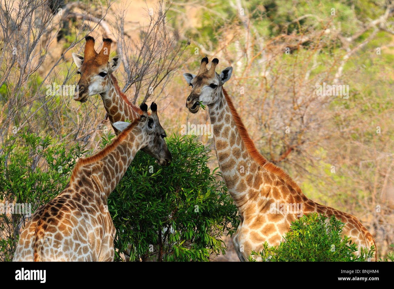 La giraffa Camelopardus Ulusaba Sir Richard Branson di Riserva Privata Sabi Sands Game Reserve Mpumalanga in Sudafrica tre Foto Stock