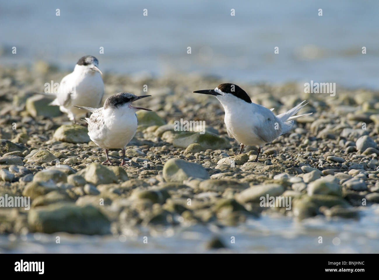 Bianco-fronteggiata Tern Nuova Zelanda Foto Stock