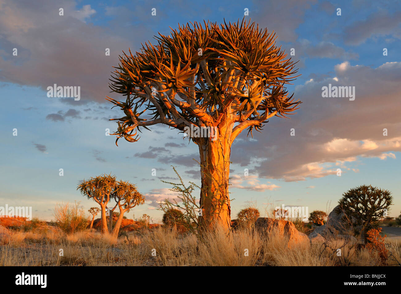 Faretra Kocurboom alberi Augrabies Falls National Park Northern Cape Sud Africa Aloe dichotoma natura di paesaggio tree Foto Stock
