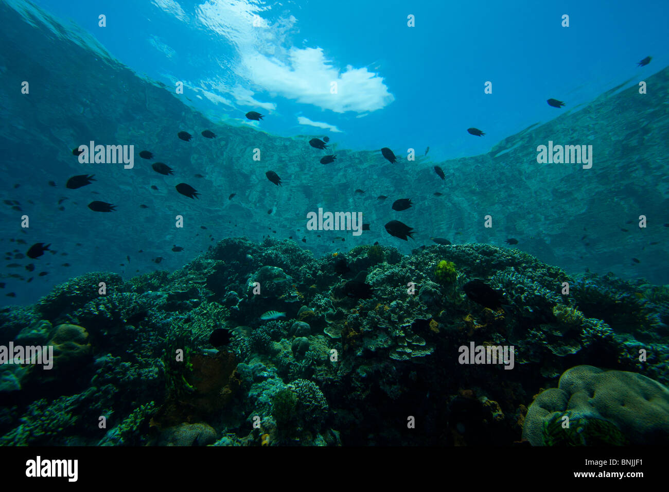 Una pluralità di specie di pesce tropicale a Coral reef off Bunaken Island nel Nord Sulawesi, Indonesia. Foto Stock