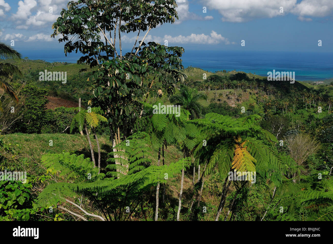 Panorama vista la penisola House Hotel Playa Coson Las Terrenas Penisola di Samana Repubblica Dominicana palme Viaggi Turismo Foto Stock