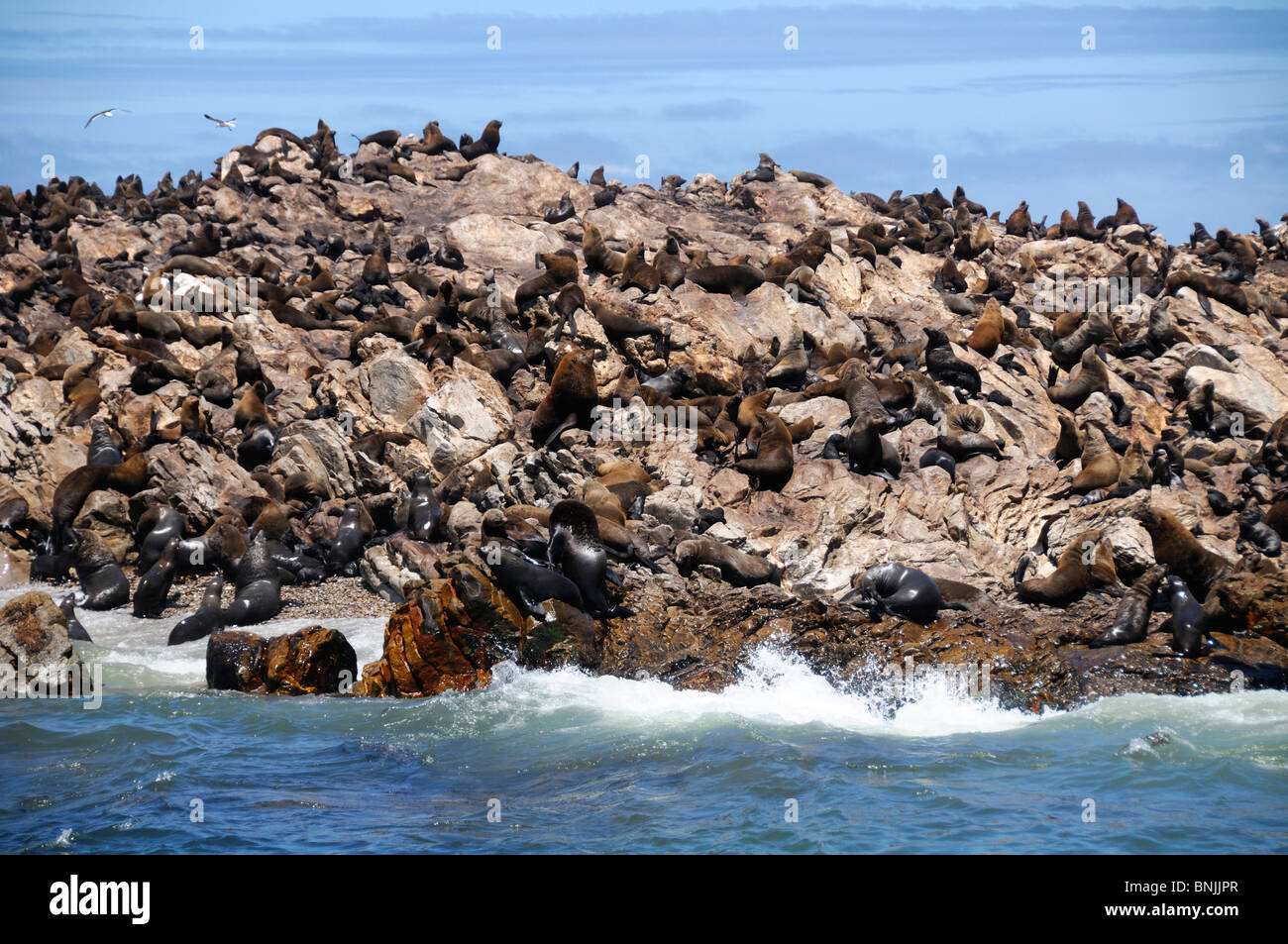 Capo pelliccia sigillo Arctocephalus pusillus Dyer Island Walker Bay Gansbaai Western Cape Sud Africa guarnizioni mare colonia di acqua oceanica Foto Stock