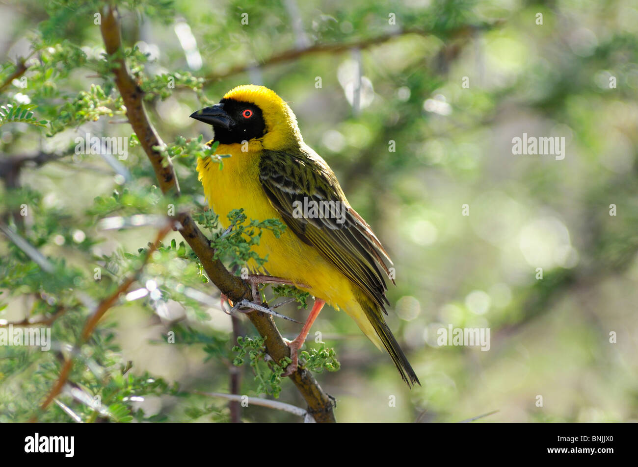 Southern Masked-Weaver Ploceus velatus Karoo National Park Beaufort West Western Cape South Africa uccello giallo ramoscello di diramazione Foto Stock