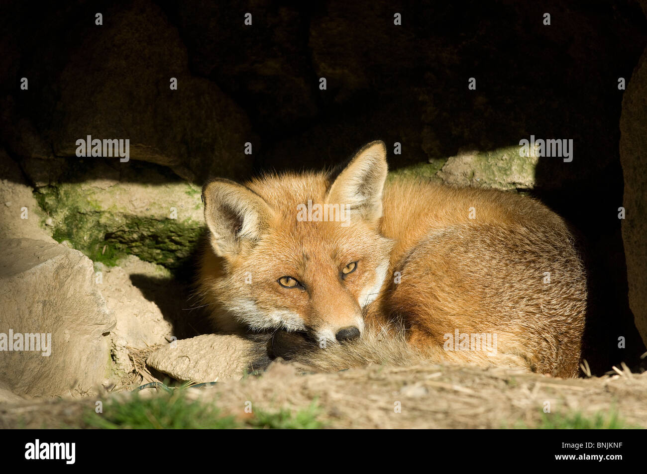 La Volpe rossa Vulpes vulpes fox ritratto giacente rocce di pietra natura animale Foto Stock