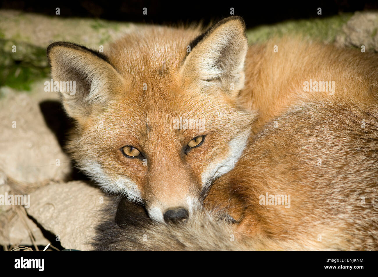 La Volpe rossa Vulpes vulpes fox ritratto giacente rocce di pietra natura animale Foto Stock