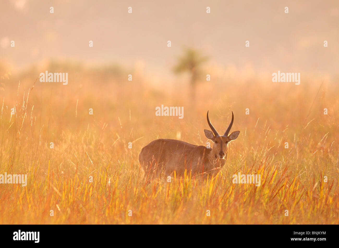 Reedbuck meridionale Redunca arundinum Susuwe Island Lodge Bwabwata Parco Nazionale di Caprivi Namibia Africa Viaggi natura animale Foto Stock