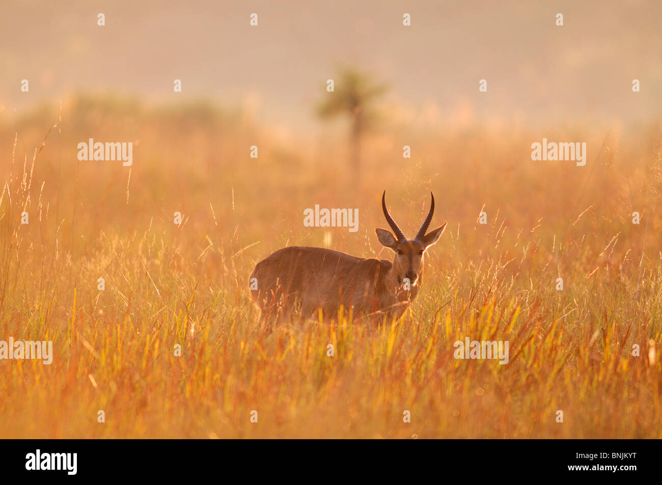 Reedbuck meridionale Redunca arundinum Susuwe Island Lodge Bwabwata Parco Nazionale di Caprivi Namibia Africa Viaggi natura animale Foto Stock
