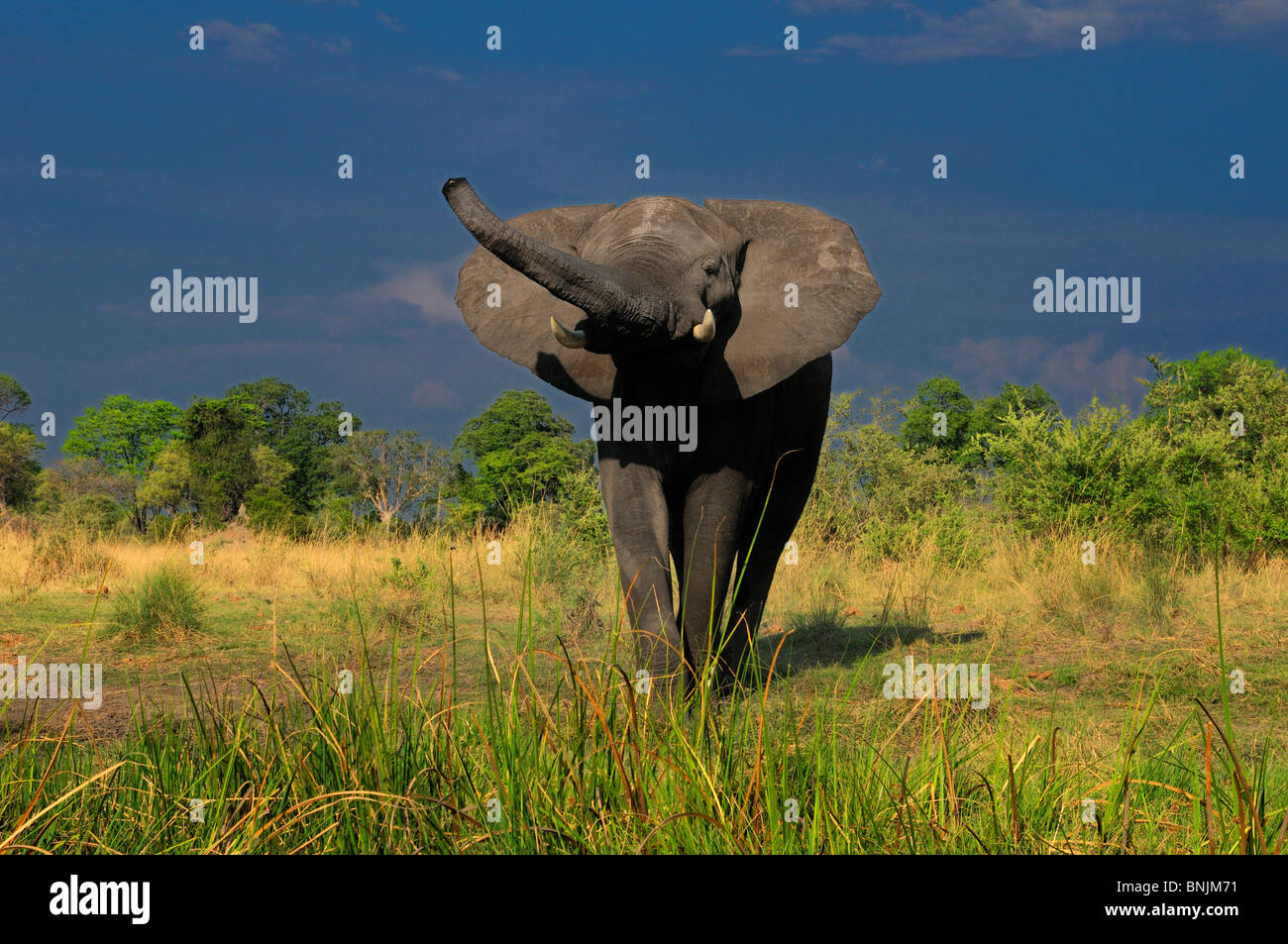 Animali elefante Loxodonta africana unico maschio Fiume Kwando Lianshulu Lodge Mudumu Parco Nazionale di Caprivi Namibia Africa Travel Foto Stock