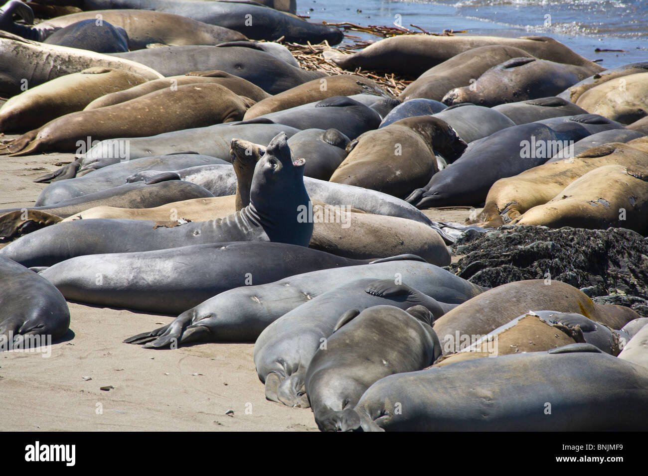 Northern guarnizione di elefante Mirounga angustirostris sulla spiaggia di Big Sur lungo Rt 1 sulla costa dell'Oceano Pacifico della California Foto Stock