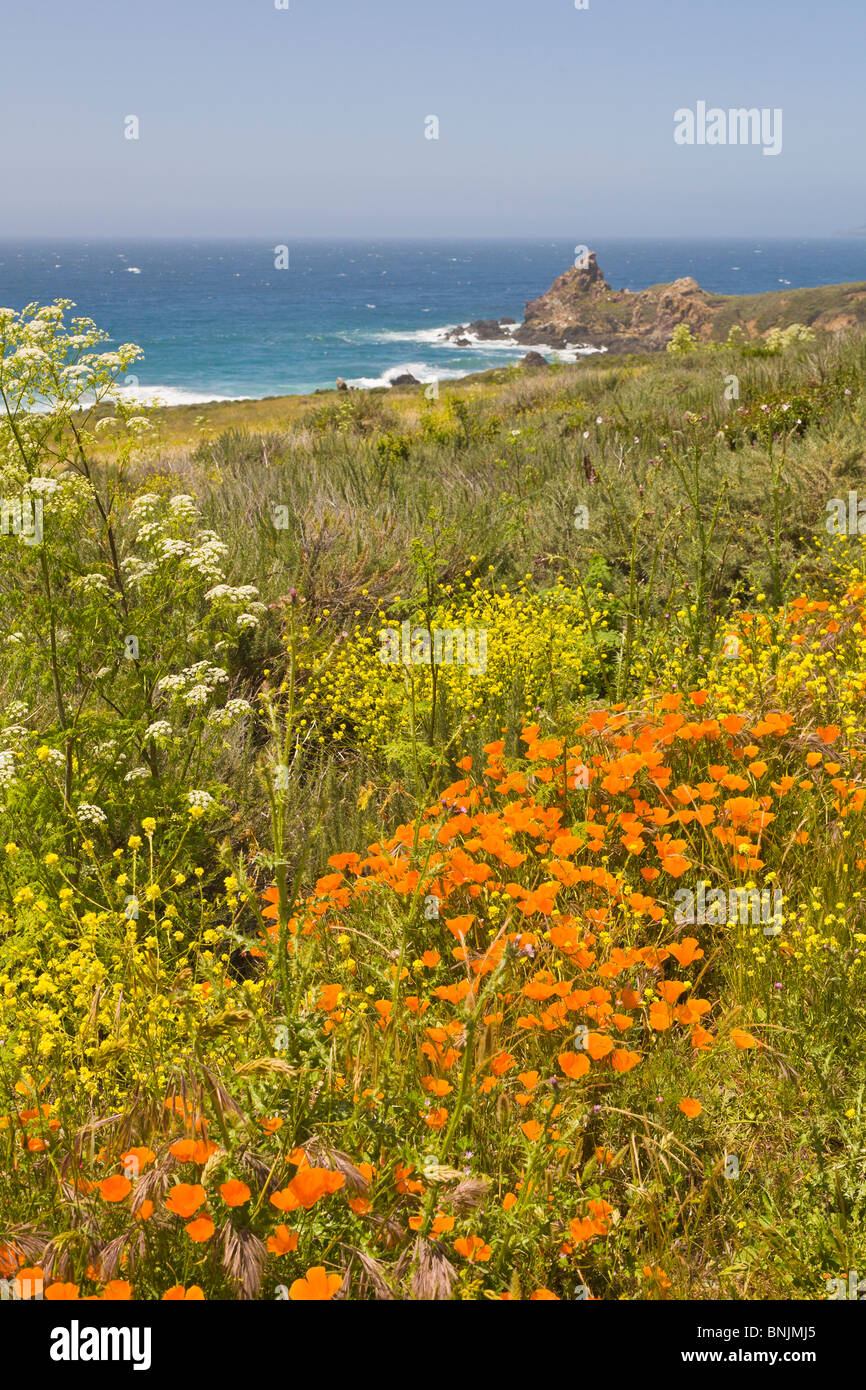 Giallo o California Poppies lungo Rt 1 in Big Sur sulla costa dell'Oceano Pacifico della California Foto Stock