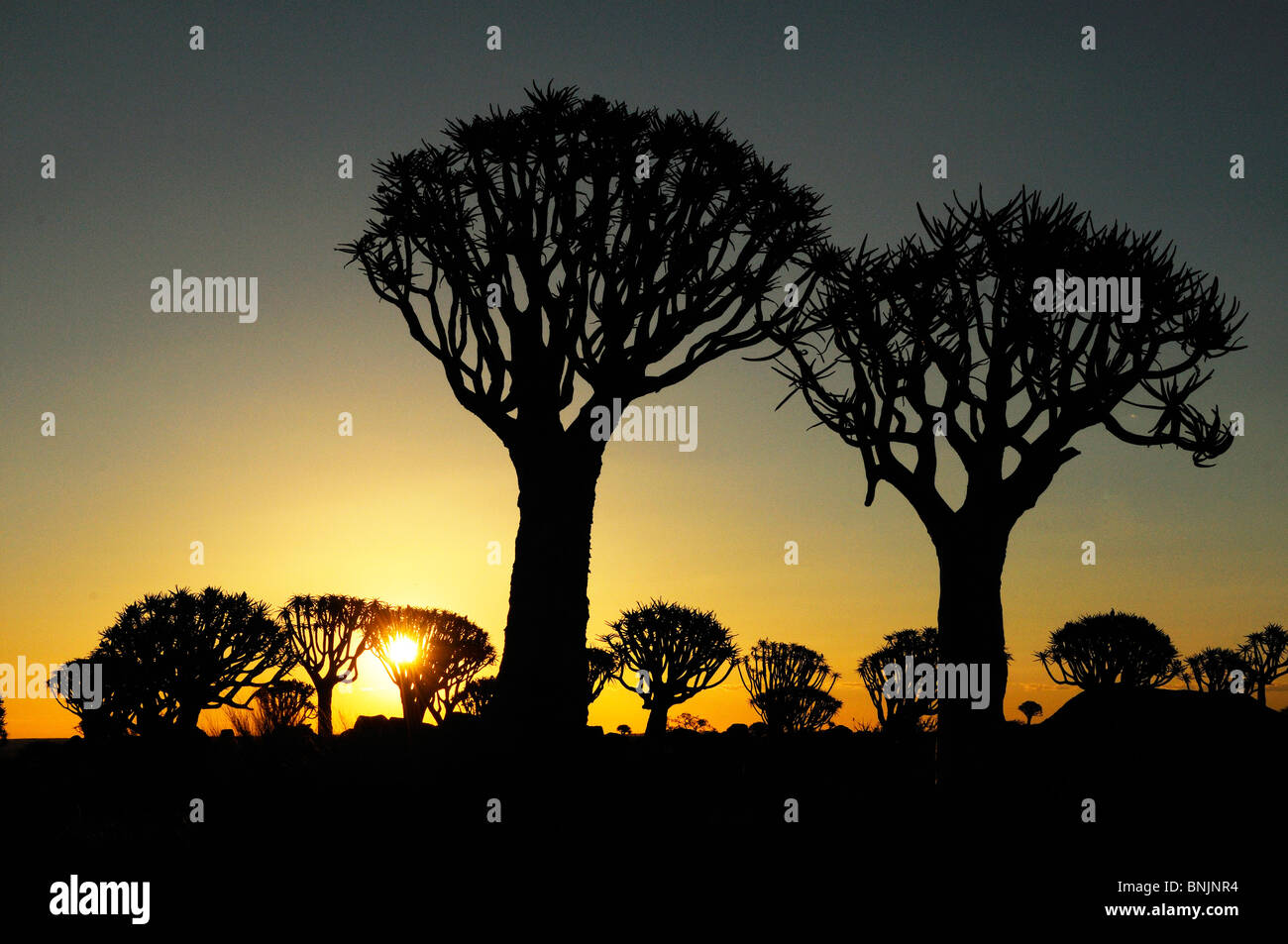 Tramonto dietro Kocherbaum faretra albero albero albero faretra Restcamp Keetmanshoop Karas Regione Africa Namibia Viaggi Natura Foto Stock
