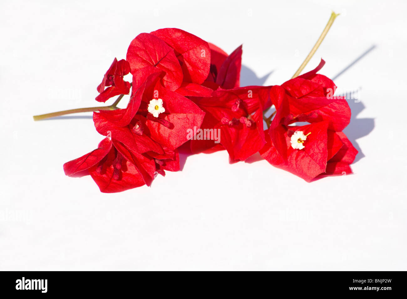 Rosa fiori di bouganville su sfondo bianco Foto Stock