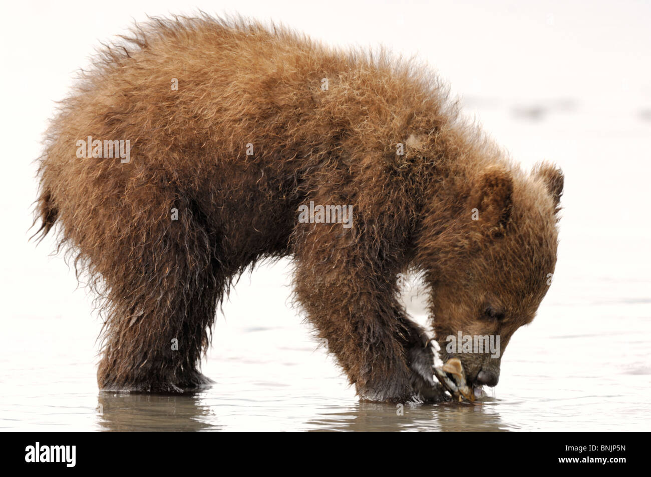 Fotografia di stock di un Alaskan marrone costiere Bear Cub trovare un rasoio clam sul tidal flats con la bassa marea. Foto Stock