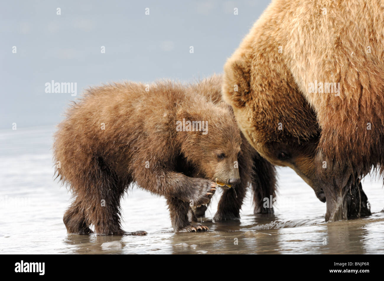 Fotografia Stock di una famiglia di Alaskan coastal orso bruno clamming sul tidal flats con la bassa marea. Foto Stock