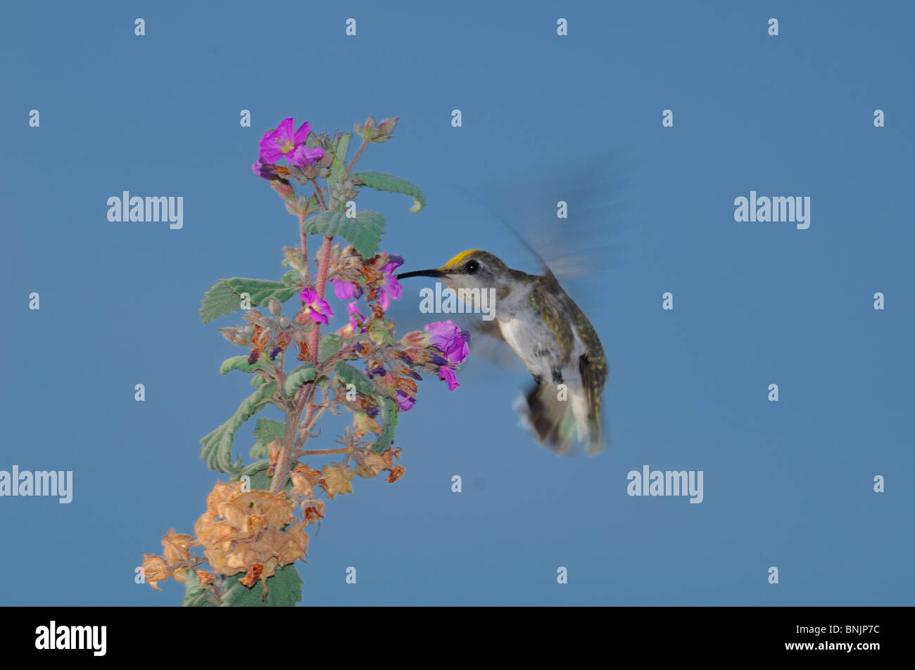 Colibrì Trochilidae fiore pianta sky close-up uccelli bird un ritratto natura alimentazione animale La Ventana Baia Mare di Cortez El Foto Stock