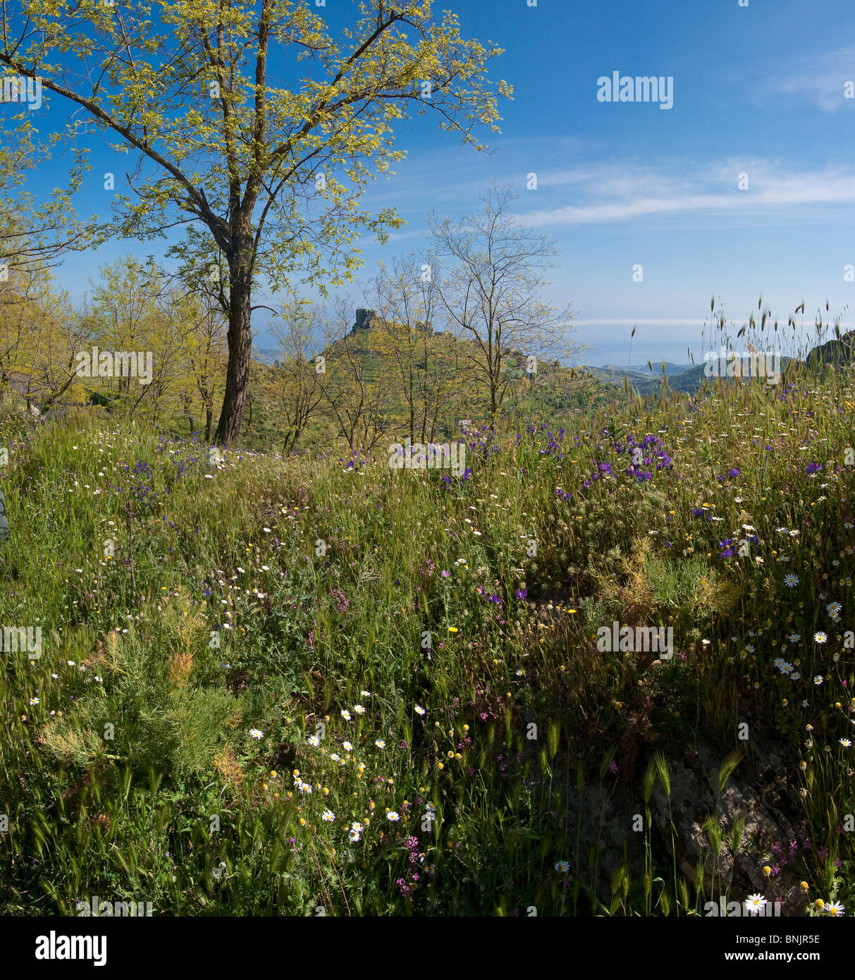 Parco nazionale della Aspromonte Bova Calabria Italia mediterranea vegetazione scogliera di roccia verde villaggio del parco nazionale mountain Foto Stock